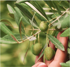 السلة الغذائية